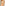 Sunrise Shell Bikini Top - Cream